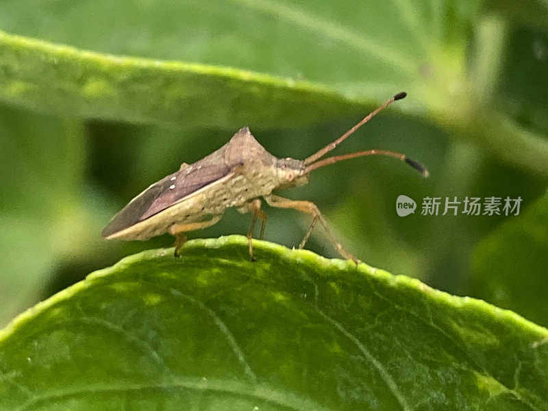 在绿叶上的褐斑纹蝽(Halyomorpha halys)的特写图像，聚焦前景